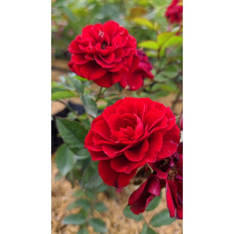 Mawar Baby Jepang Merah