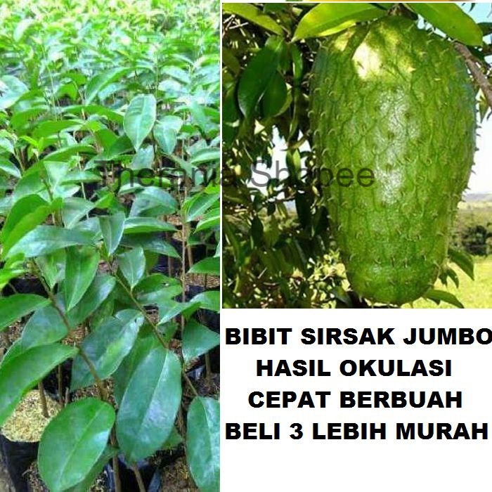 Bibit Tanaman Buah Sirsak jumbo Pohon Sirsak Jumbo Bibit Sirsak Madu