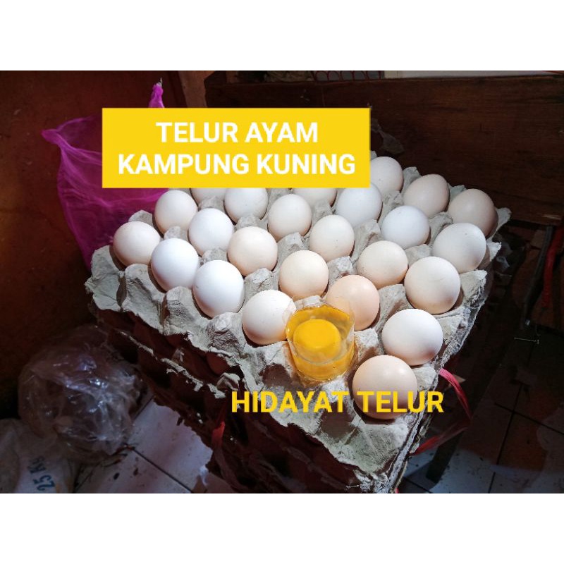 

TELUR AYAM KAMPUNG KUNING FRESH per BUTIR