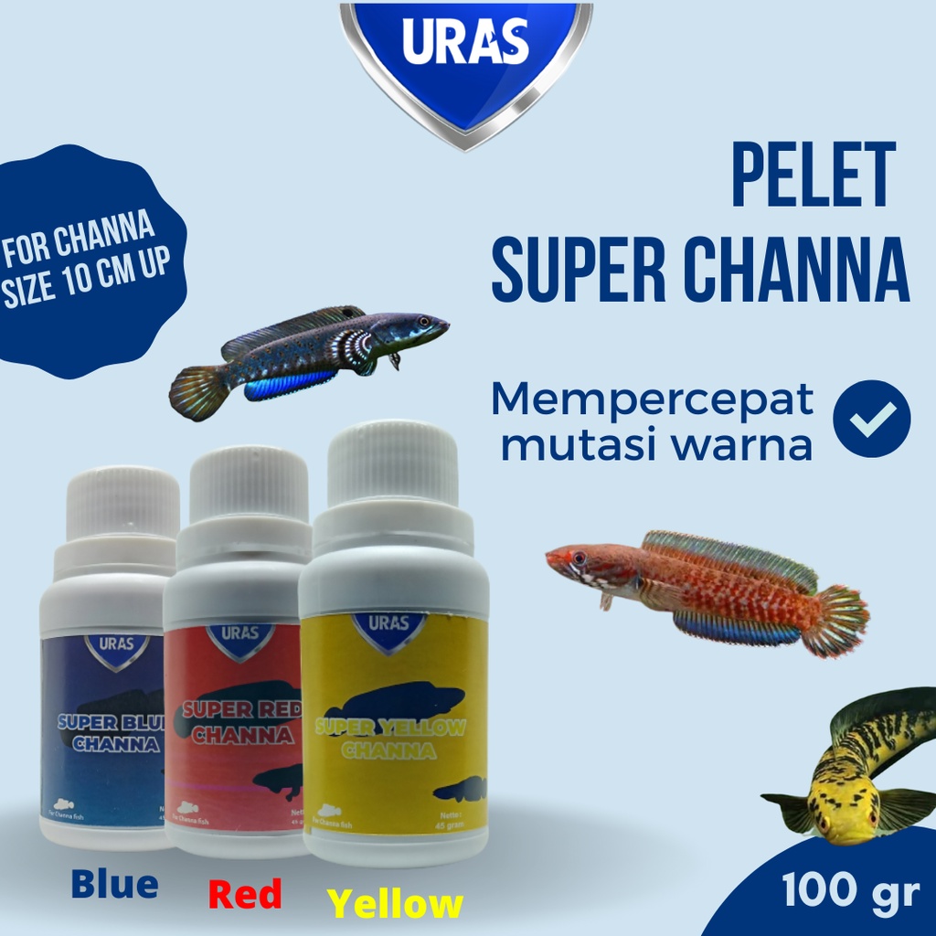 Pakan Pelet Ikan Channa Chana Maru Yellow Blue Red Sentarum Sampit Pulchra Auranti Andrao Barca