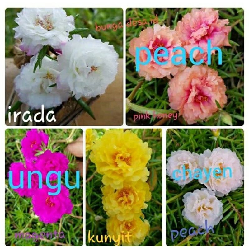 

Krokot Lokal Tumpuk/Peach/Merah/Ungu/Putih