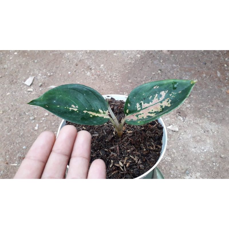 AGLONEMA SULTAN BRUNEI (Baby)