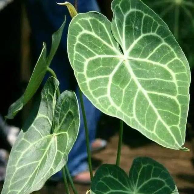 tanaman hias anthurium kuping gajah Giant besar - cristalium