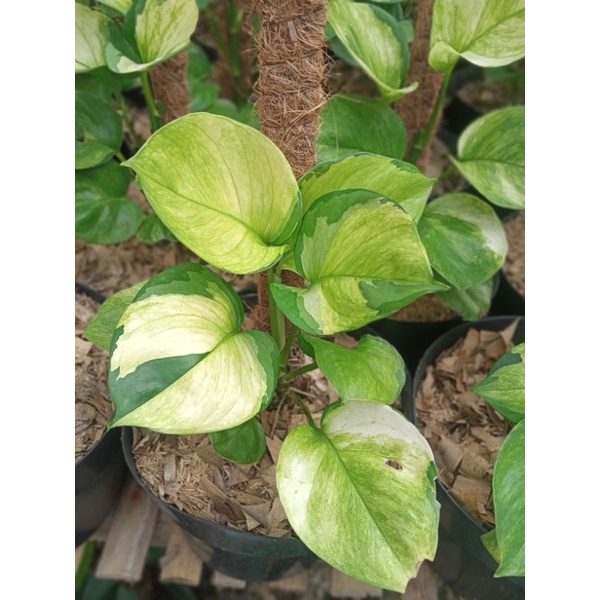 Tanaman hias epipremnum jesenia/manjula golden new variean