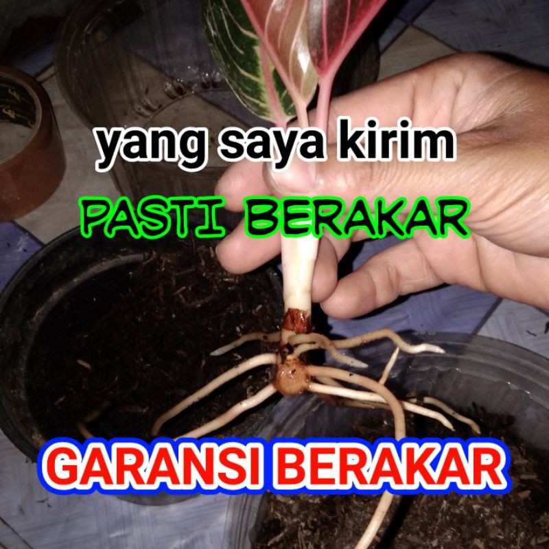 [FOTO ASLI] Daun 2 Aglonema Red Sumatra Redsum Aglo Pride of Sumatra