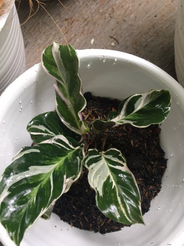 Tanaman Hias Chalatea Tisu White Fision