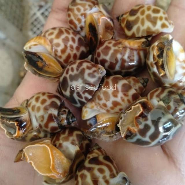 Keong Macan / Gongong