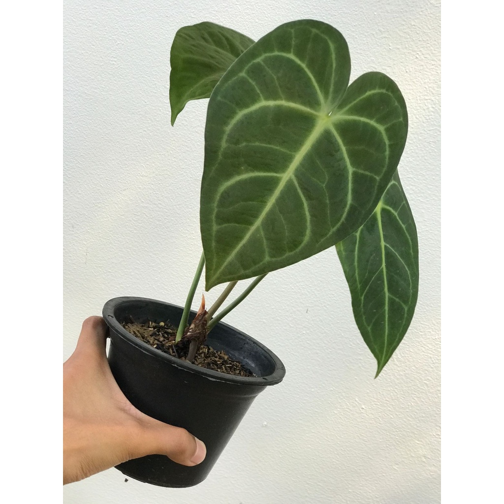 Anthurium Clarinervium Hybrid