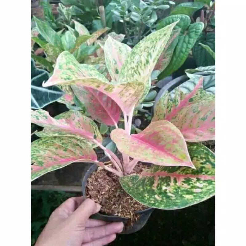 Aglaonema Big groy