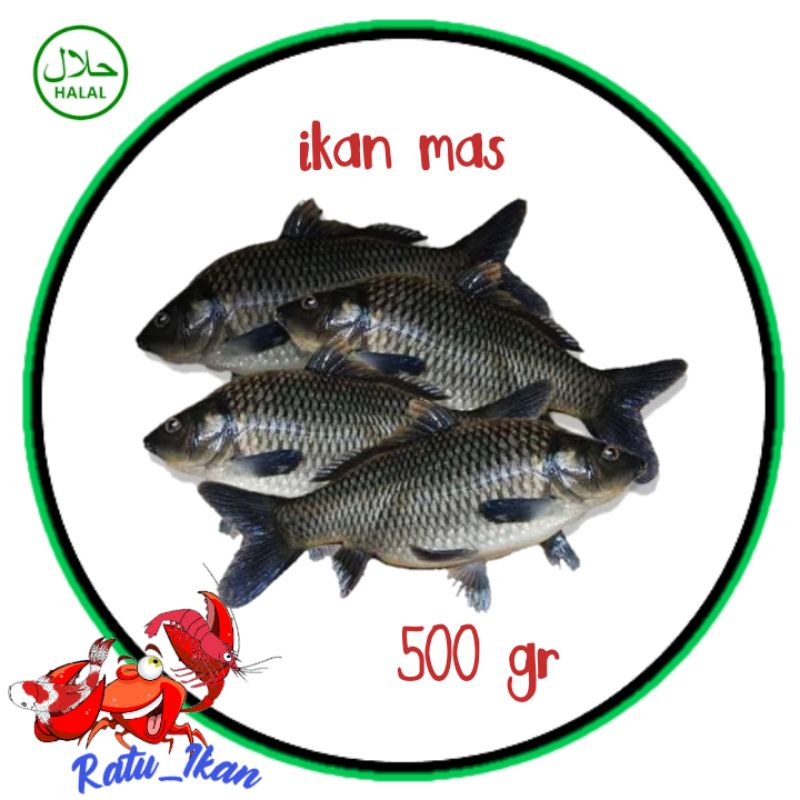 

ikan mas segar hidup [500gram] ratu ikan