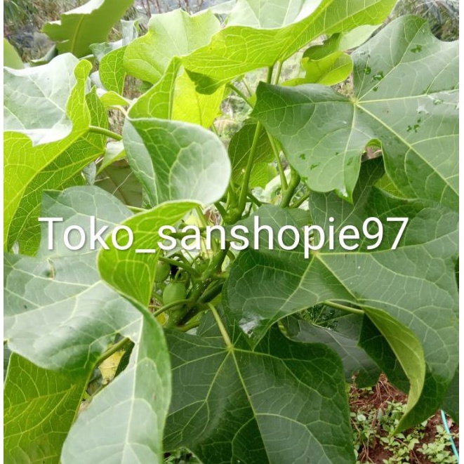 

Daun jarak segar jual perlembar