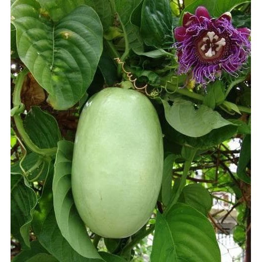 Bibit markisa jumbo - pohon markisa jumbo - erbis