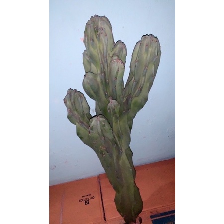 kaktus lilin cabang banyak (premium)