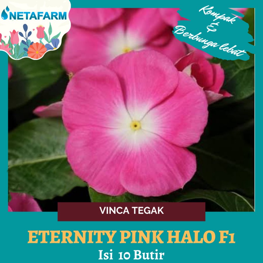 Benih Bibit Benih Bunga Vinca Tegak Eternity Pink Halo F1 - 10 Butir