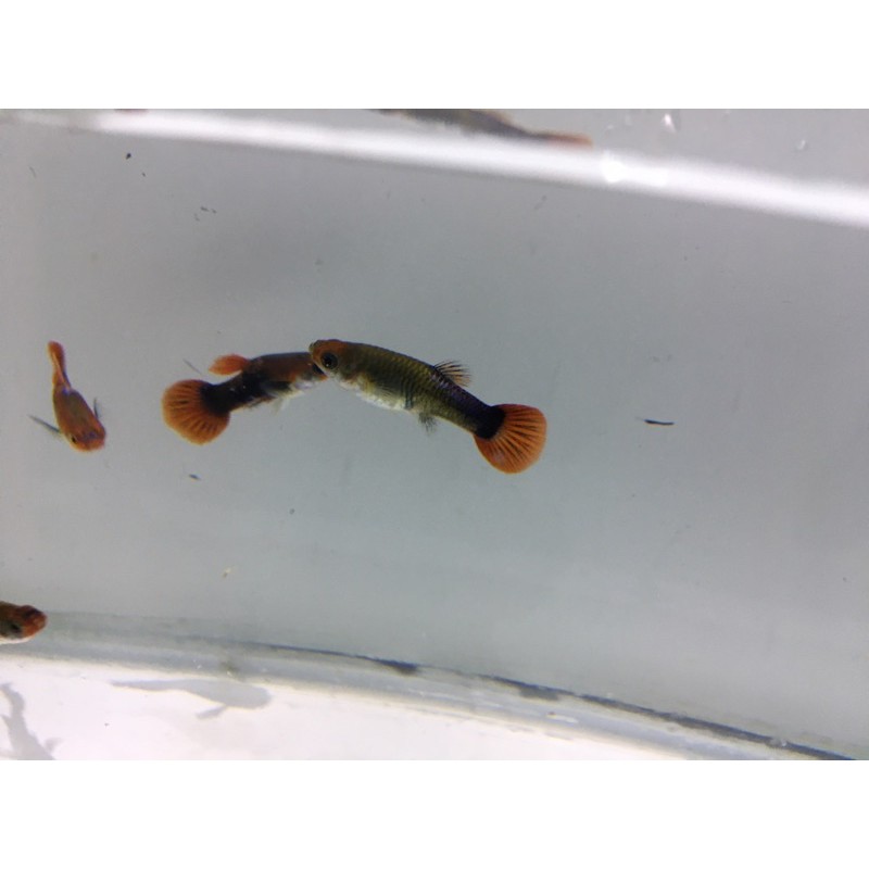 Ikan guppy tuxedo koi (sepasang)