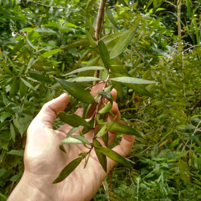 

Pohon herbal minyak kayu putih