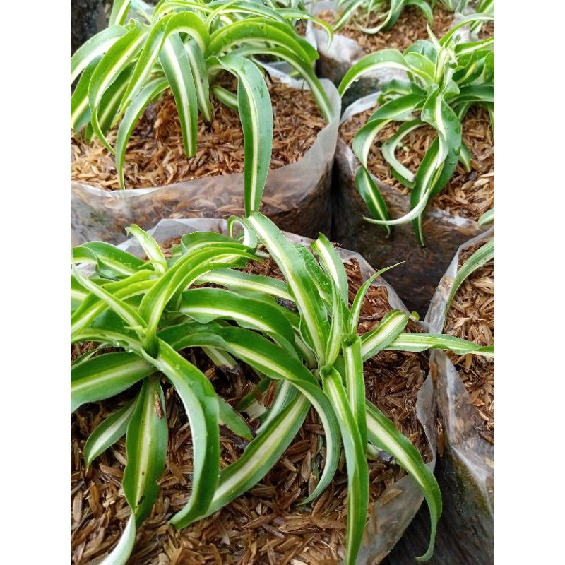 Tanaman es lilin daun kriting