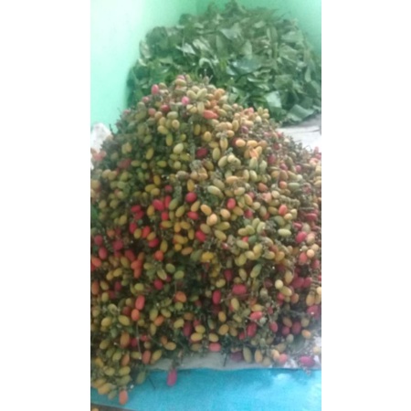 

DAUN MELINJO / DAUN TANGKIL
