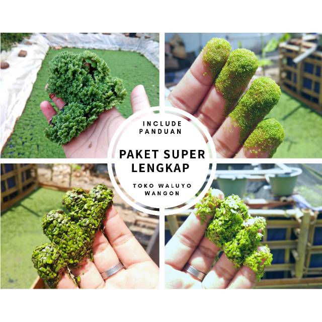 PAKET SUPER LENGKAP Bibit Budidaya Azolla, Wollfia, Lemna, dan Spirodela Tanaman Paku Air