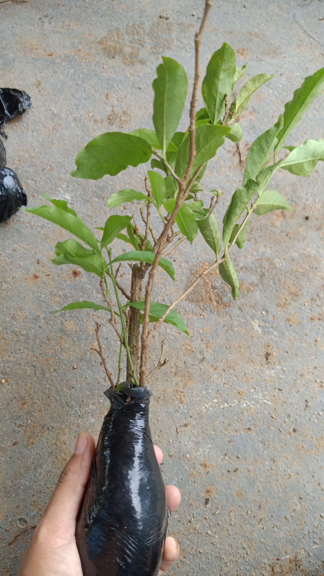 Tanaman Melati Costa / Pohon Melati Costa / Bibit Bunga Melati Costa