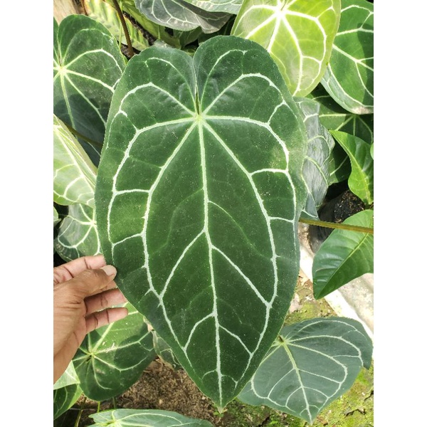 Tanaman hias kuping gajah daun besar / antorium kuping gajah