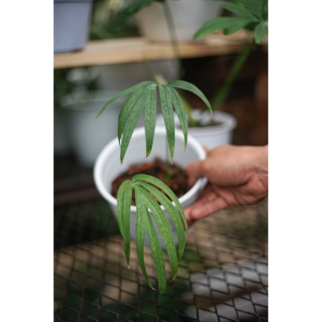 AMYDRIUM ZIPPELIANUM (MEDIUM)