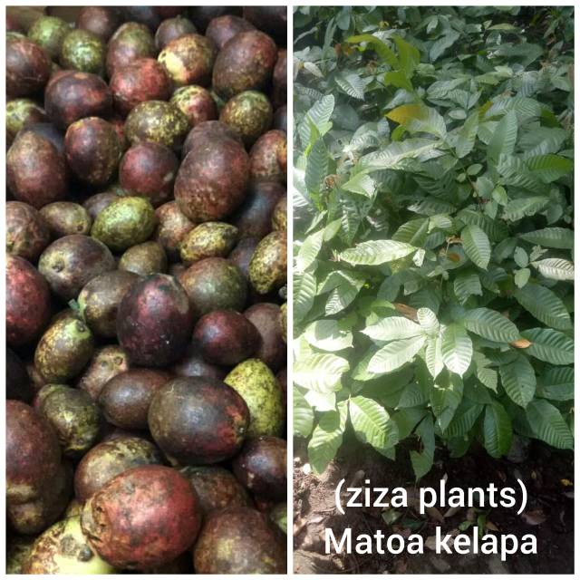 THE BEST Bibit tanaman buah matoa kelapa unggul murah FULL MURRRRAAH