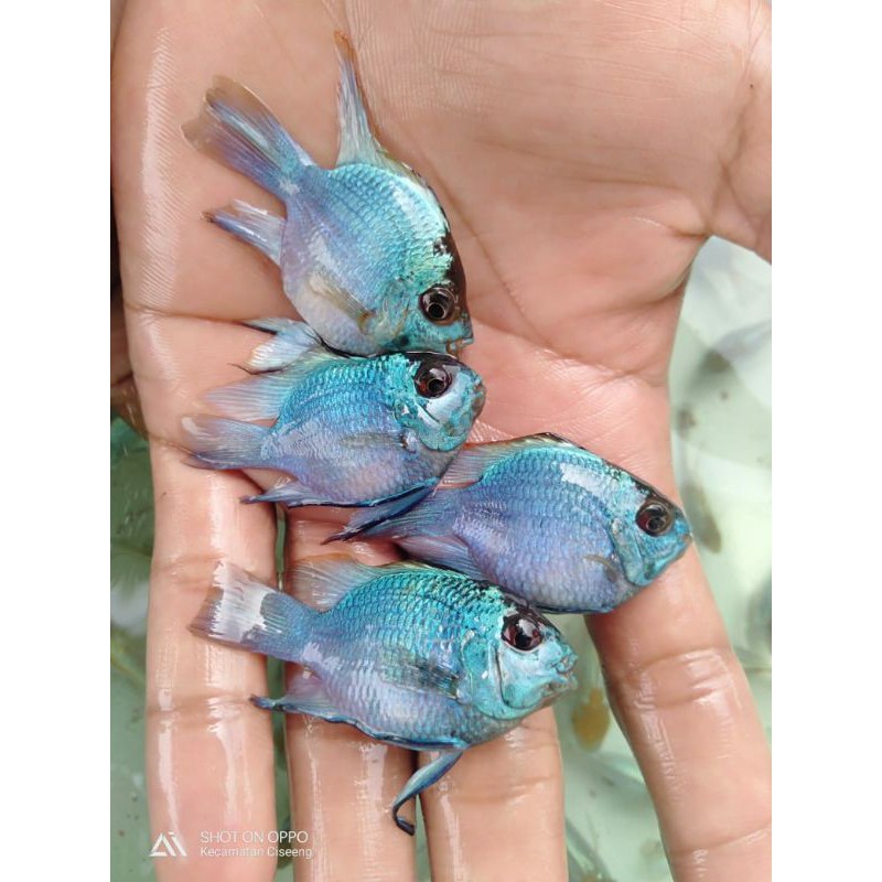 Ikan hias Blue Elektrik/bukan cupang, guppy, gupi, atau gapi