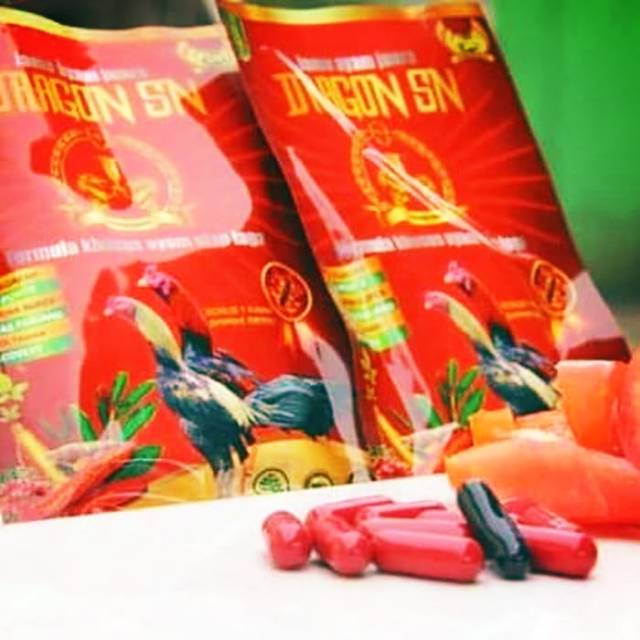 DRAGON SN jamu ayam - persiapan laga