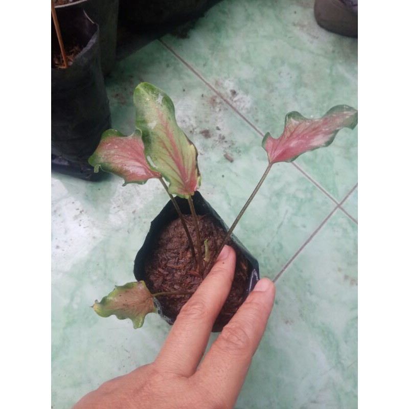 CALADIUM KERIS - KELADI KERIS -  BUNGA KELADI MURAH - KELADI MURAH