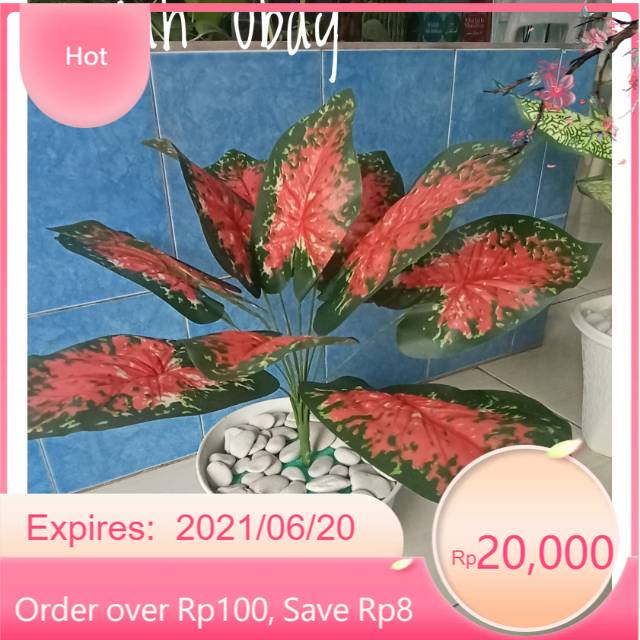 Tanaman Keladi Plastik Keladi Merah Kuning Putih Hijau Pot Tawon 21 Cm