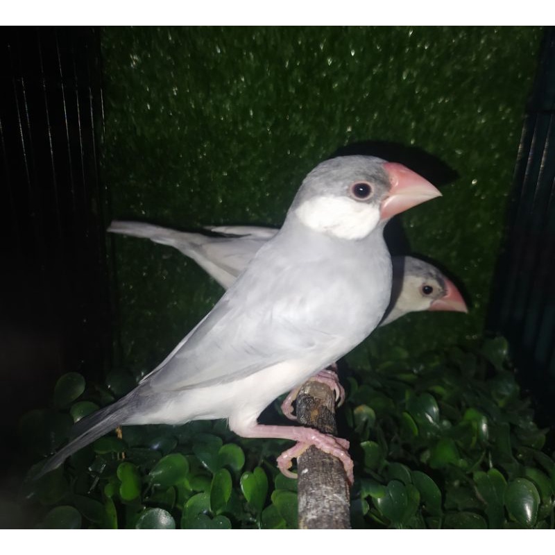 Sepasang finch Gelatik mutasi Silver usia siap ternak