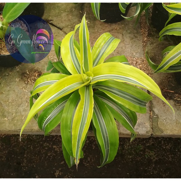 DRACAENA LEMON LIME COMPACTA dracaena deremensis varietas Janet Craig Bausei Warnecki Green Stripe W