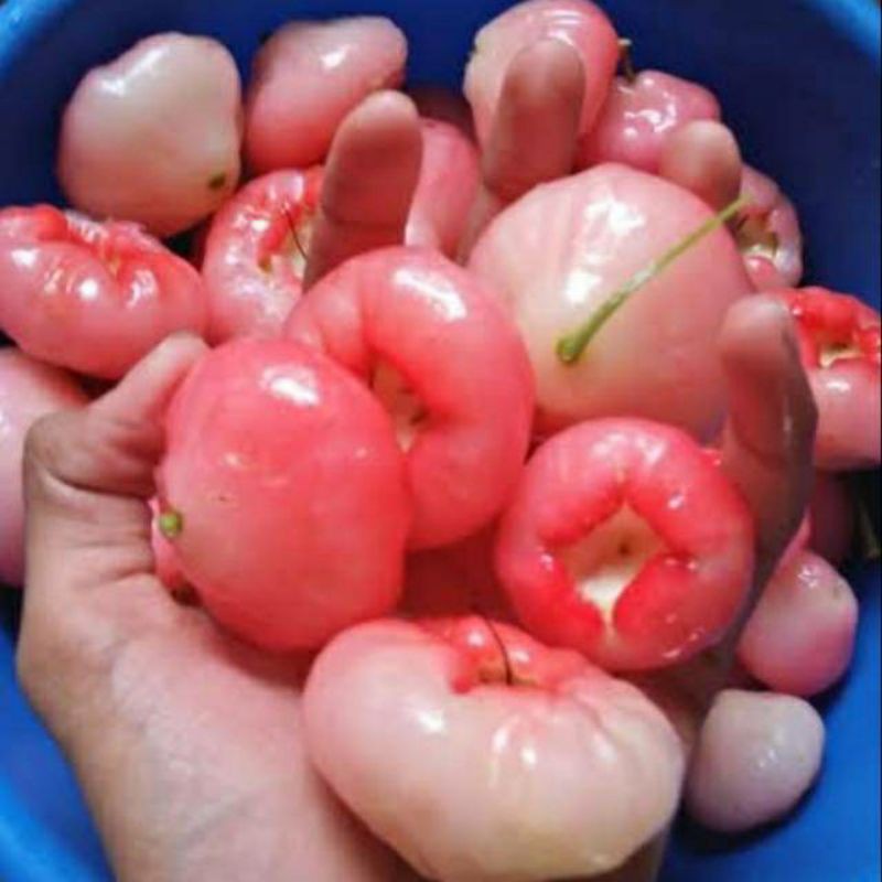 Buah Jambu Air Merah Muda