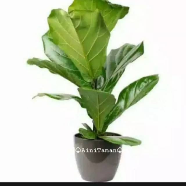 Tanaman Hias Ketapang Biola Cantik / Pohon Ketapang Biola Cantik / Ketapang Biola