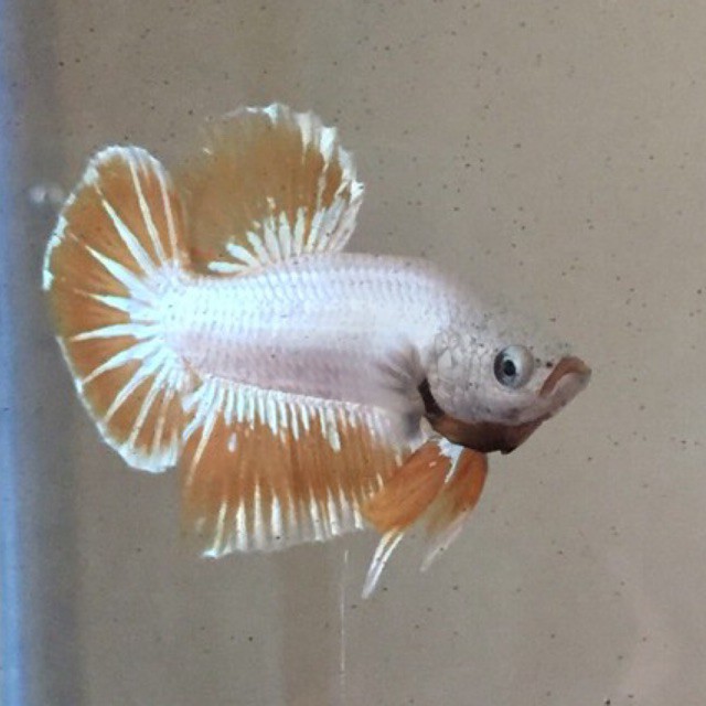 Ikan Cupang Plakat Yellow Dragon