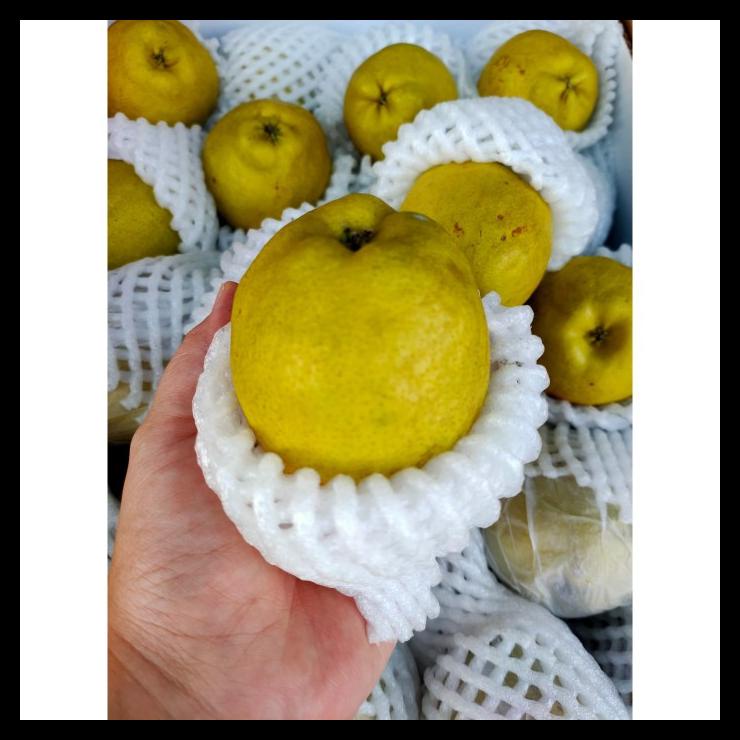 

Pear Xiang Lie / Fragnant Pear