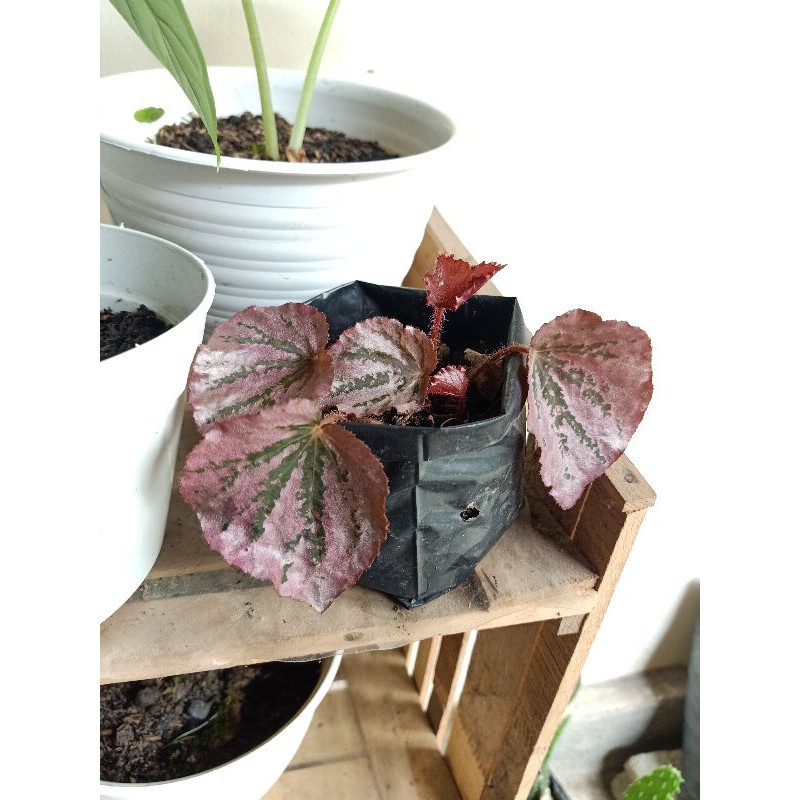 begonia pink silver