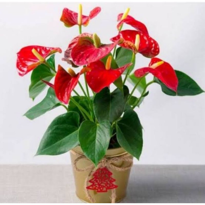 Tanaman anthurium mickey mouse mini