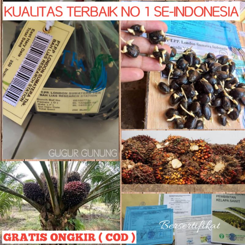 Bibit benih Kecambah Sawit LOSUM kualitas super unggul Bibit  Kelapa Sawit losum benih bibit kecamba