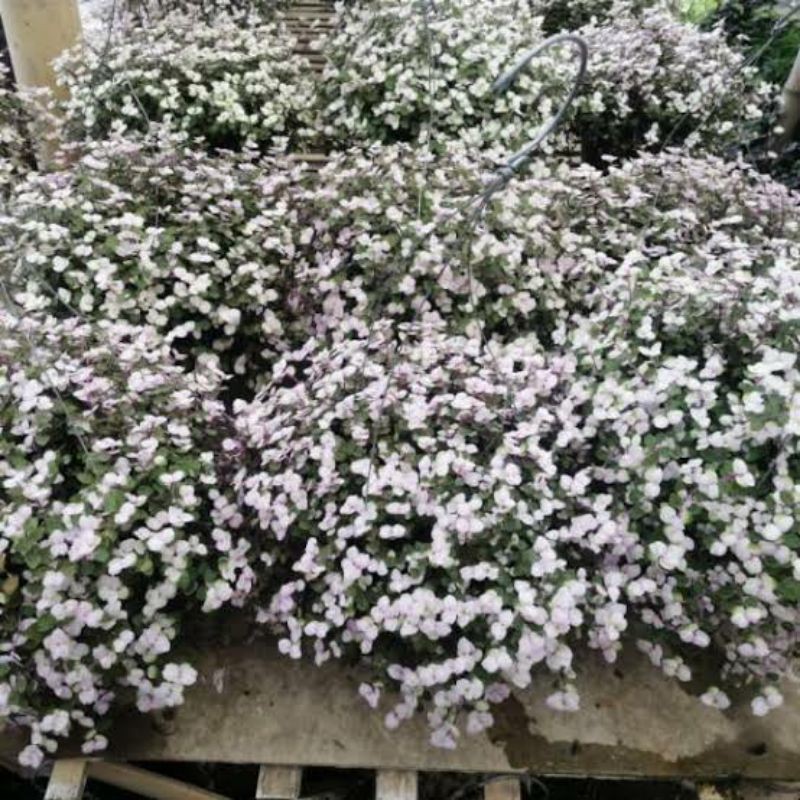 [VARIEGATA] TANAMAN HIAS CALISIA RIMBUN (CUCI GUDANG)