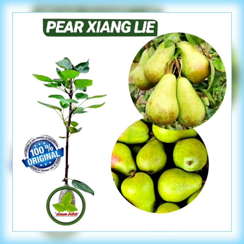 Bibit Tanaman Buah Pir Pear Hijau