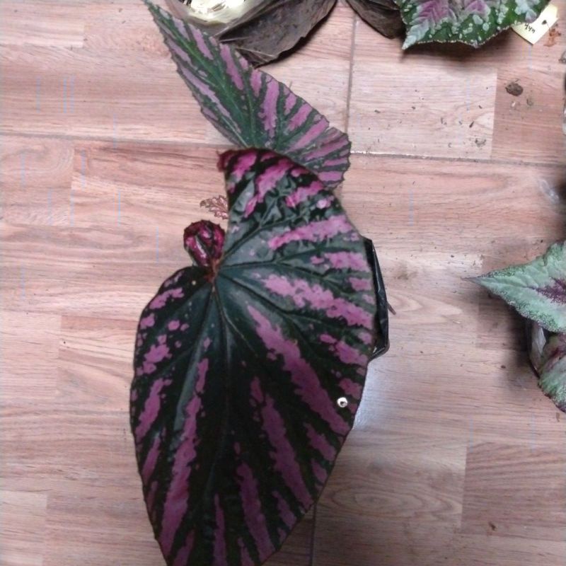 Tanaman Begonia Rex Wallet