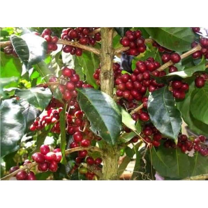

Kopi Juria 800gr Colol Manggarai