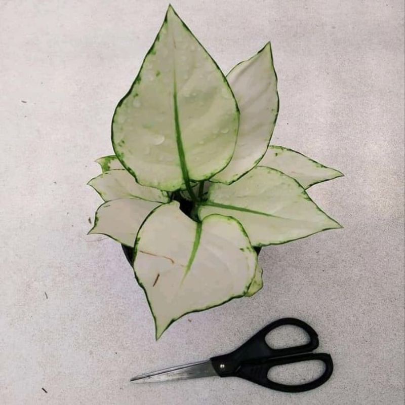 Baby anakkan aglonema super white