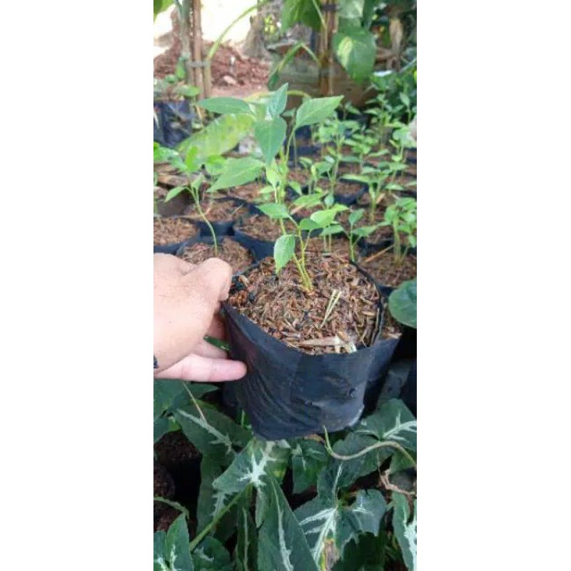 bibit cabai merah keriting