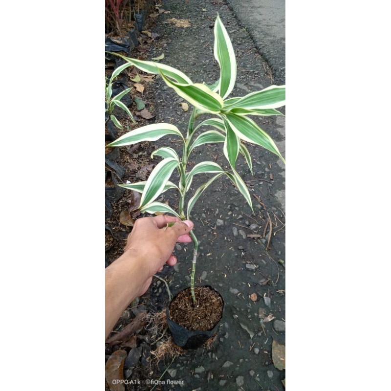 TANMAN BAMBU REZEKI VARIGATA/bambu hoki varigata satuan