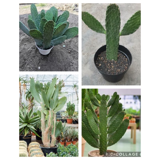 kaktus sukulen jenis pohon opuntia consolea