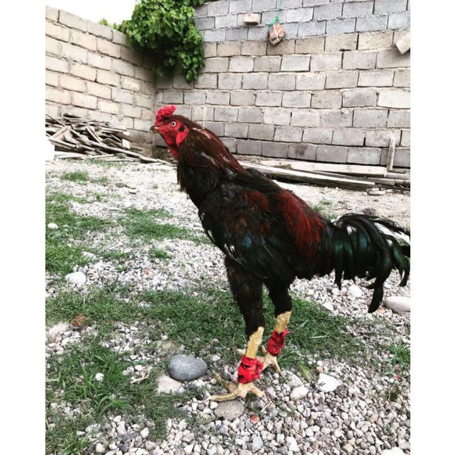 

telur ayam petarung oshmao ORI (paket 4 telur)