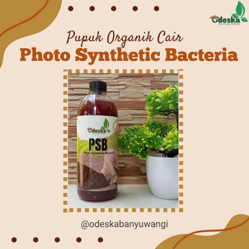 Photo Sintesis Bakteri (PSB)